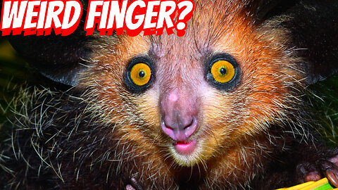 How Ugly Are Aye-Aye?