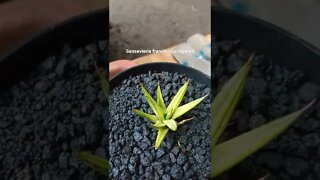 sansevieria #shorts #shortsvideo #sansevieria