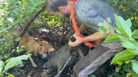 Hog Doggin! Catching Hogs On Our Florida Ranch!