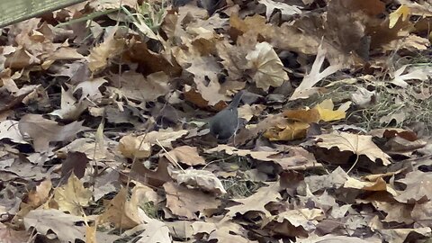 Beautiful Dark-eyed Junco