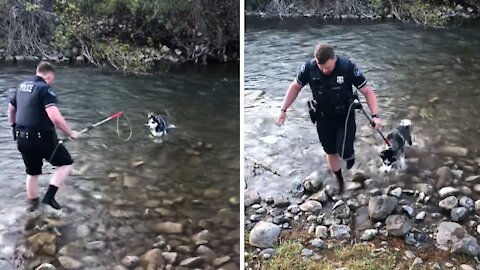 Officer rescues scared dog stranded in a river