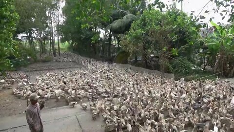 Duck song Một con Vịt Cận cảnh Vịt Đẻ chạy đồng xuống tàu Duck Put eggs on board Thanh Hoai KG 2