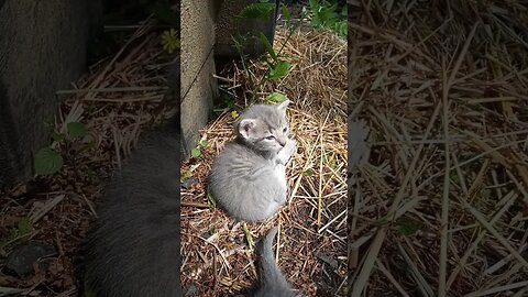 Mew-sings of a Silver Puffball