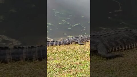 Alligator