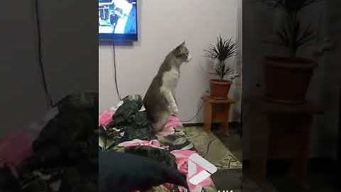 Cat on hind legs