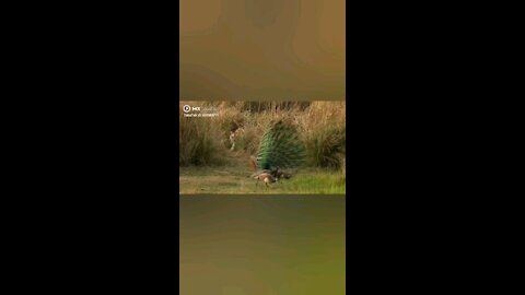 Great escape of peacock