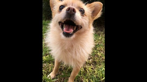 Ecstatic pup literally goes crazy for walk time