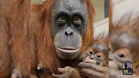 Meet Siska the Baby Sumatran Orangutan! 🦧 🧡