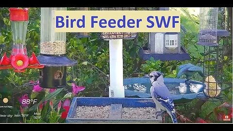 Florida Bird Feeder Live Camera HD Red Bellied, Cardinal, Painted Bunting, Blue Jays