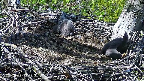 Hays Eagles H19 (24 days) tracks and eats a fly! 04-19-2023 13:49