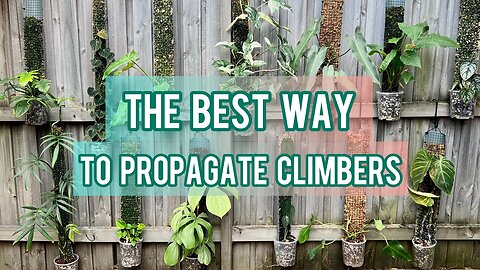 I TURNED ONE CUTTING INTO 13 PLANTS - Using Grow Vertical to propagate climbing plants