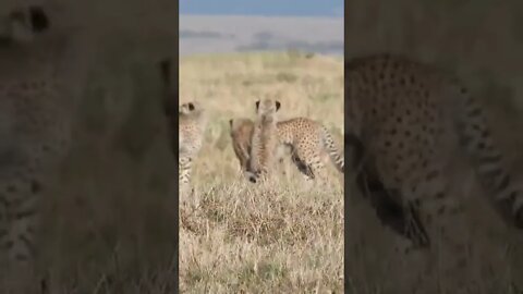 Cheetah Lessons! #shorts