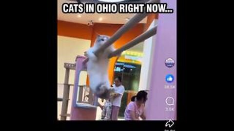 🤣🤣 CATS in OHIO right now!! 🤣🤣