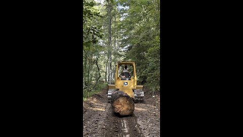 Good size pine heading out 🌲 🪵