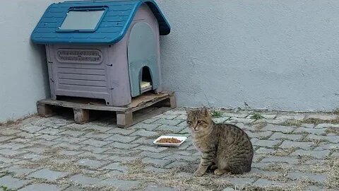 Let's Save Street Cats Subscribe and Start Saving Them Now