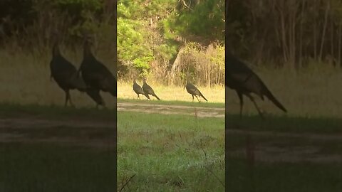 Unbelievable Encounter: 5 Gobblers Within 25 Yards and Not a Single One Bagged!