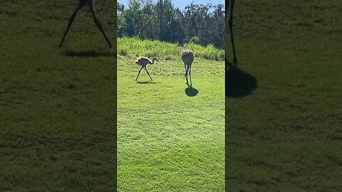 Bonus Sand Hill Cranes! #brooksville #sandhillcranes #golf #ncaawomensgolf