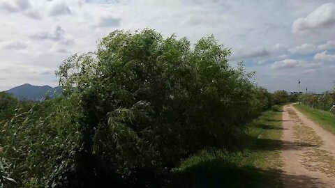 Strong wind and swaying trees.