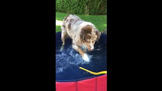 Pup Splashes In Baby Pool Just Like A Little Kid