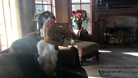 Great Dane Gets Get Well Gift of Chicken Fingers and Shares with Her Cat