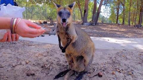 Feeding a Cute Wallaby Mom with Her Baby in Pouch in Western Australia