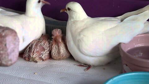 WHITE RINGNECK DOVES FEEDING THEIR BABIES