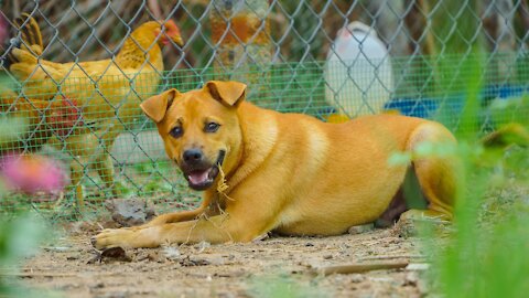 Dog vs Chicken - Funny Dog Fight Video