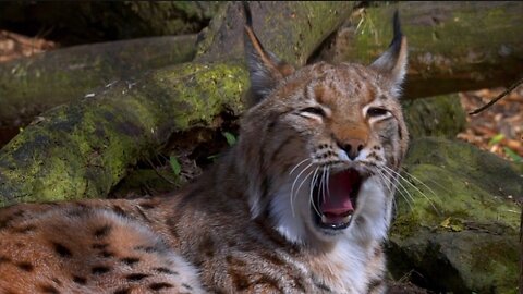 "Eurasian Lynx: The Mysterious Feline of the Forest"