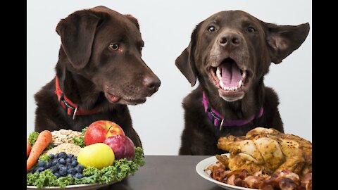 Support Diets For Dogs: Kidney & Liver Support