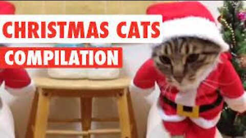 Cats in Christmas Costumes 🎅 [Funny Pets]