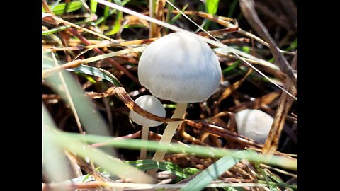 Panaeolus cyanescens and their neighbours