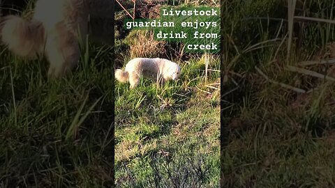 Livestock guardian enjoys drink from creek #maremma #livestockguardiandog