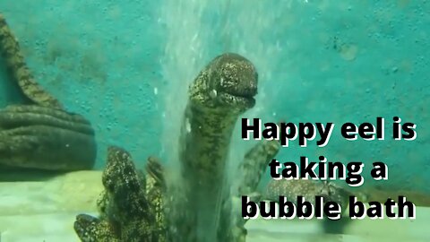 Happy eel takes a bubble bath.