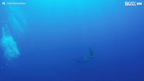 Une raie manta géante, en osmose avec un poisson remora