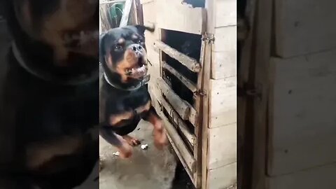 Rottweiler Dogs Barking|| Dog Sound|| Aggressive dog #shorts #trending #viral #dogbarking