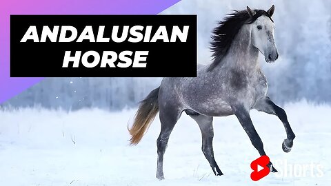 Andalusian Horse 🐴 One Of The Most Beautiful Horses In The World #shorts