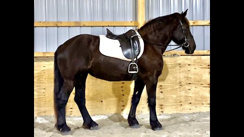 Our Favorite Percheron Mare