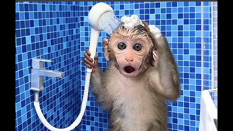 Monkey Baby Bon Bon oes to the toilet and plays with Ducklings in the swimming pool