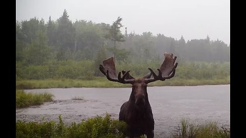 Bull Moose Close-Up In Pouring Rain