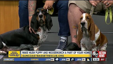 Rescues in Action July 7 | Hush Puppy and Moosemunch