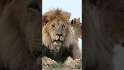 Hungry Lion #wildanimals #lion #animals #bigcats