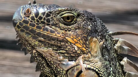 Fort Lauderdale Iguanas