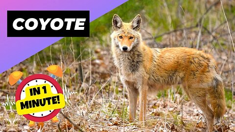 Coyote - In 1 Minute! 🦊 A Wild Dog You Didn't Know Existed | 1 Minute Animals