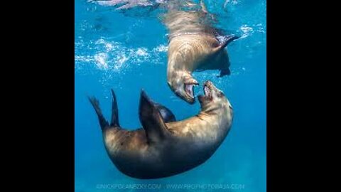 Sea Lion Swimming Underwater