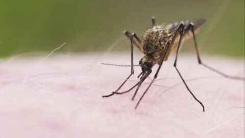 What to know about mosquito-borne EEE virus