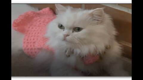 The persian cat