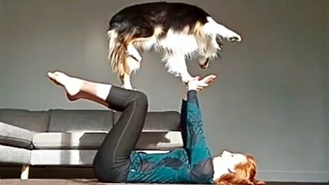 Smartest Dog You've Ever Seen - Amazing Australian shepherd - Border Collie MIX