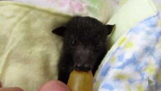 Baby pipistrello tratto in salvo dopo la morte della madre