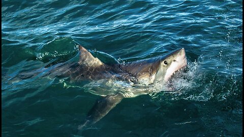 Swallowed Whole by Great White Shark