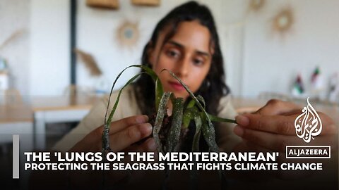 Protecting Posidonia: Mediterranean seagrass's vital role in carbon storage and climate regulation